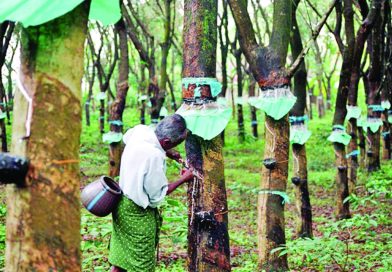 ഇനി വരുമോ റബറിന്ഒരു നല്ല കാലം??